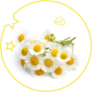 2795-thickbox_default