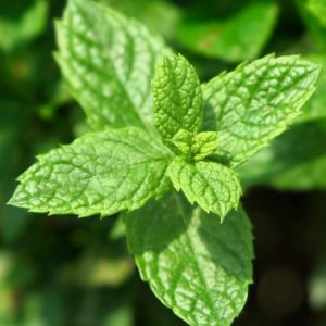 3515-thickbox_default