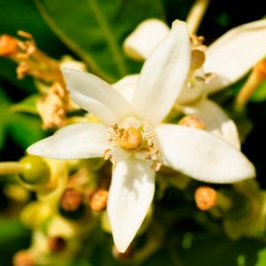 4023-thickbox_default