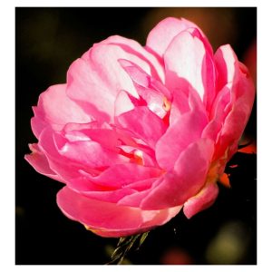 548-thickbox_default