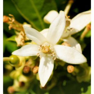 677-thickbox_default